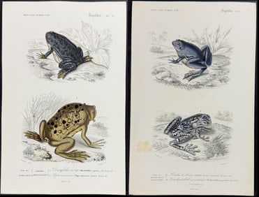 D'Orbigny - 3 Frog or Toad Engravings
