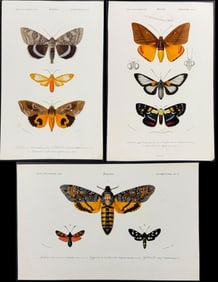 D'Orbigny - 5 Moth Engravings