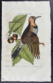 Seligmann after Catesby - Golden wing'd Woodpecker. 36
