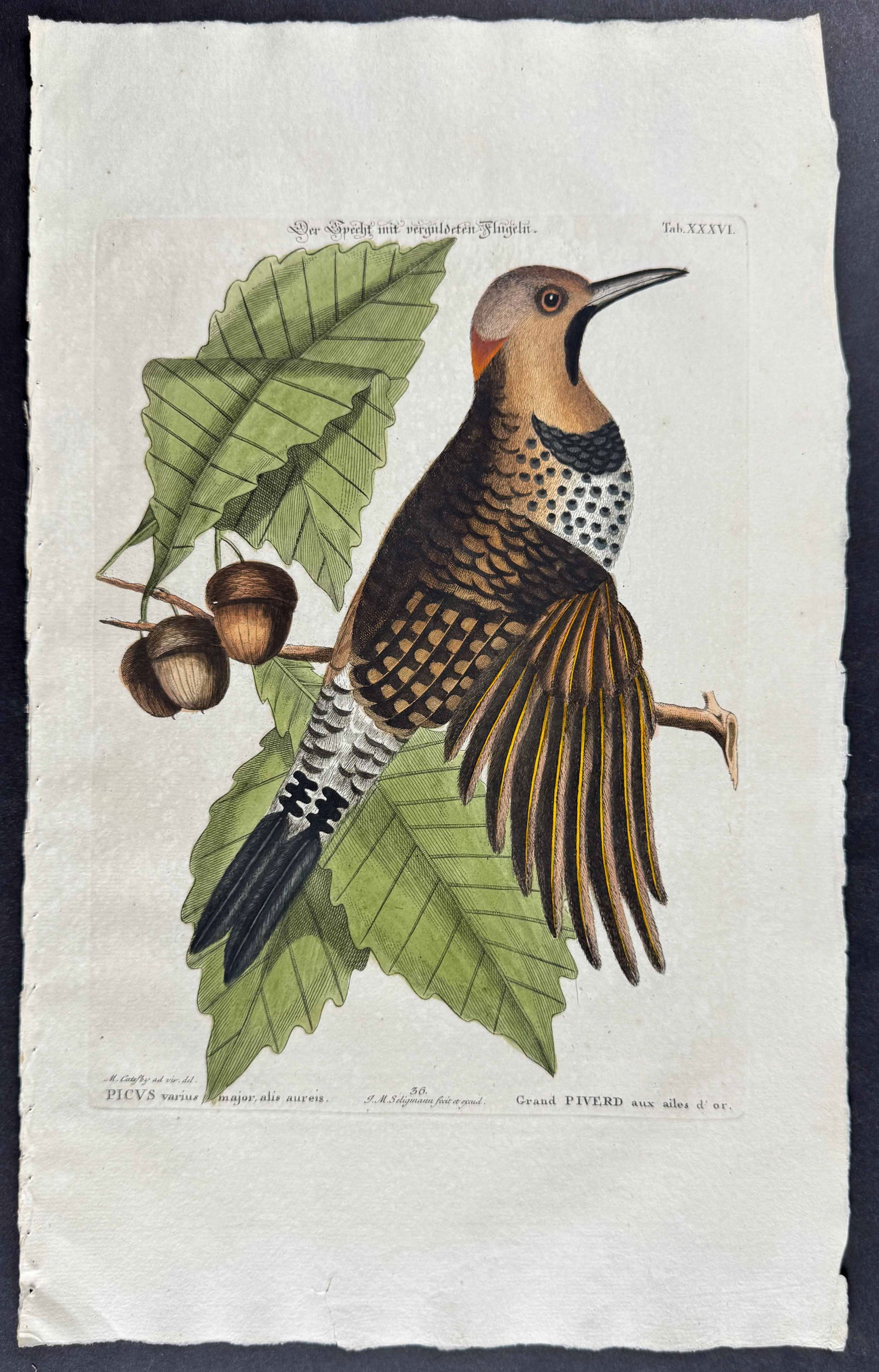Seligmann after Catesby - Golden wing'd Woodpecker. 36: Johann Seligmann created this wonderful folio work featuring the art of both George Edwards and Mark Catesby. Entitled Verzameling van Utlandsche en Zeldzaame Vogelen... or Sammlung verschiedener ausl