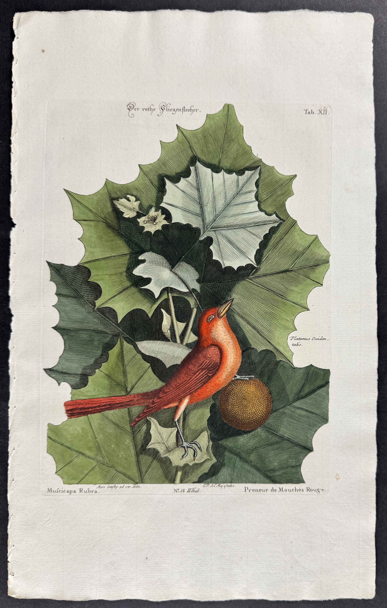 Seligmann after Catesby - Summer Red-Bird. 12: Johann Seligmann created this wonderful folio work featuring the art of both George Edwards and Mark Catesby. Entitled Verzameling van Utlandsche en Zeldzaame Vogelen... or Sammlung verschiedener ausl
