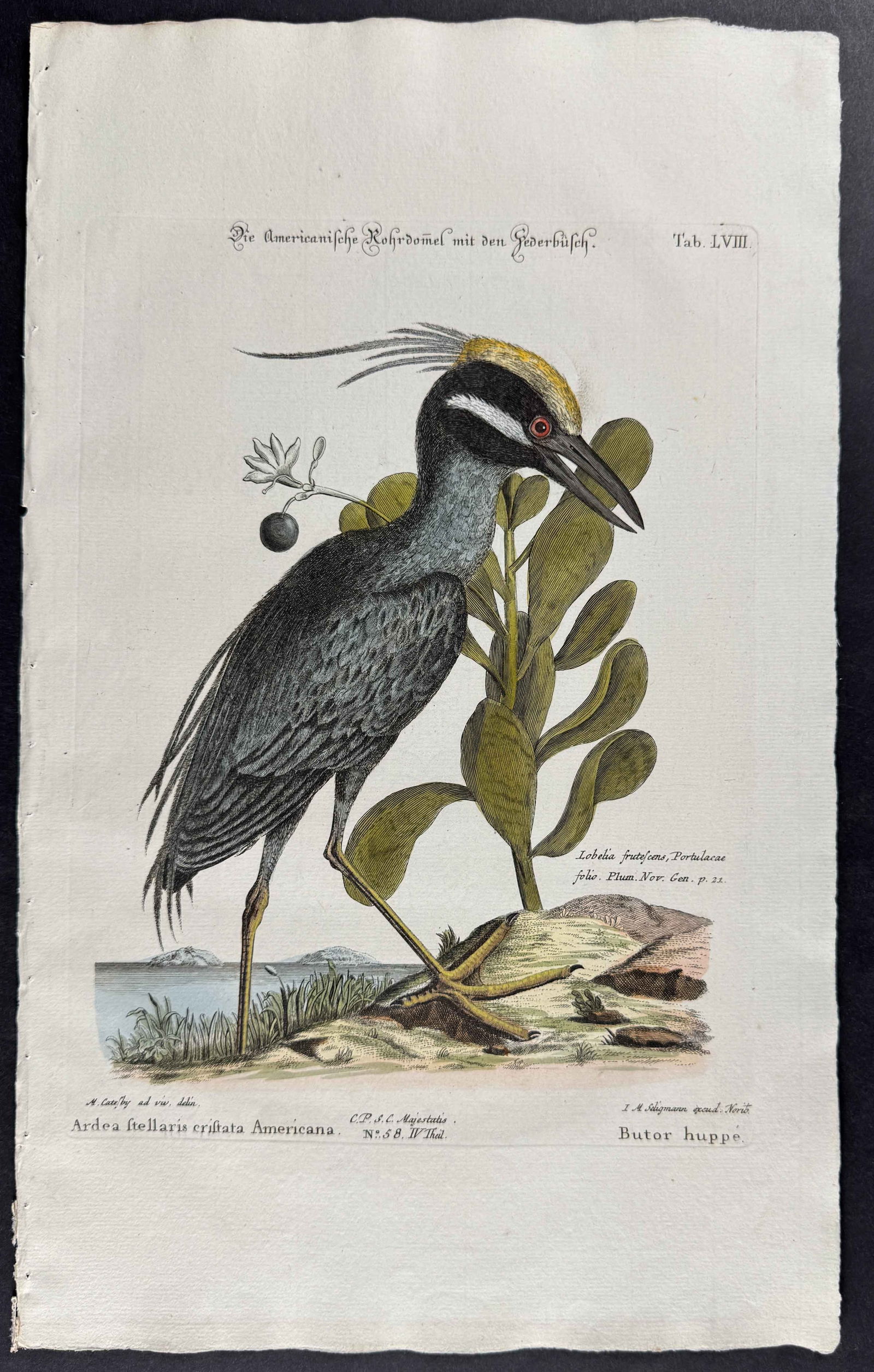 Seligmann after Catesby - Crested Bittern (Yellow-Crowned Night Heron). 58: Johann Seligmann created this wonderful folio work featuring the art of both George Edwards and Mark Catesby. Entitled Verzameling van Utlandsche en Zeldzaame Vogelen... or Sammlung verschiedener ausl