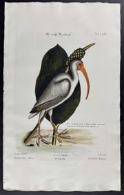 Seligmann after Catesby - White Curlew (White Ibis) w/ Arum Aquaticum (Golden Club). 64