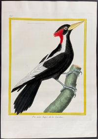 Martinet & Buffon - Ivory-billed Woodpecker. 690