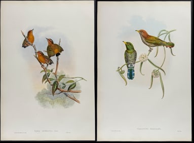 Gould - 6 Bird Lithographs