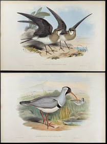 Gould - 6 Bird Lithographs
