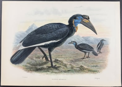 Elliot & Keulemans - Ground Hornbill