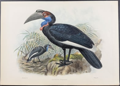 Elliot & Keulemans - Red-Faced Ground Hornbill