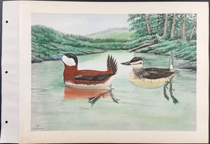 Brasher - Ruddy Duck. 167