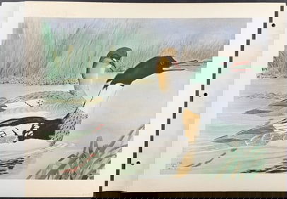 Brasher - Redbreast Merganser. 130