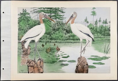 Brasher - Wood Ibis. 188