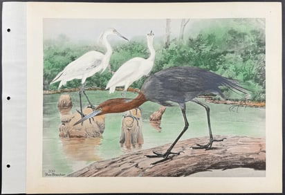 Brasher - Little Blue Heron. 200