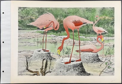 Brasher - Flamingo. 182