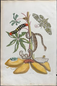 Merian, Folio - Cassava Plant with Boa Constrictor Snake & Rustic Sphinx Moth Metamorphosis. 5