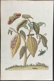 Merian, Folio - Cocoa Plant or Cacao Tree with Moth Metamorphosis. 63