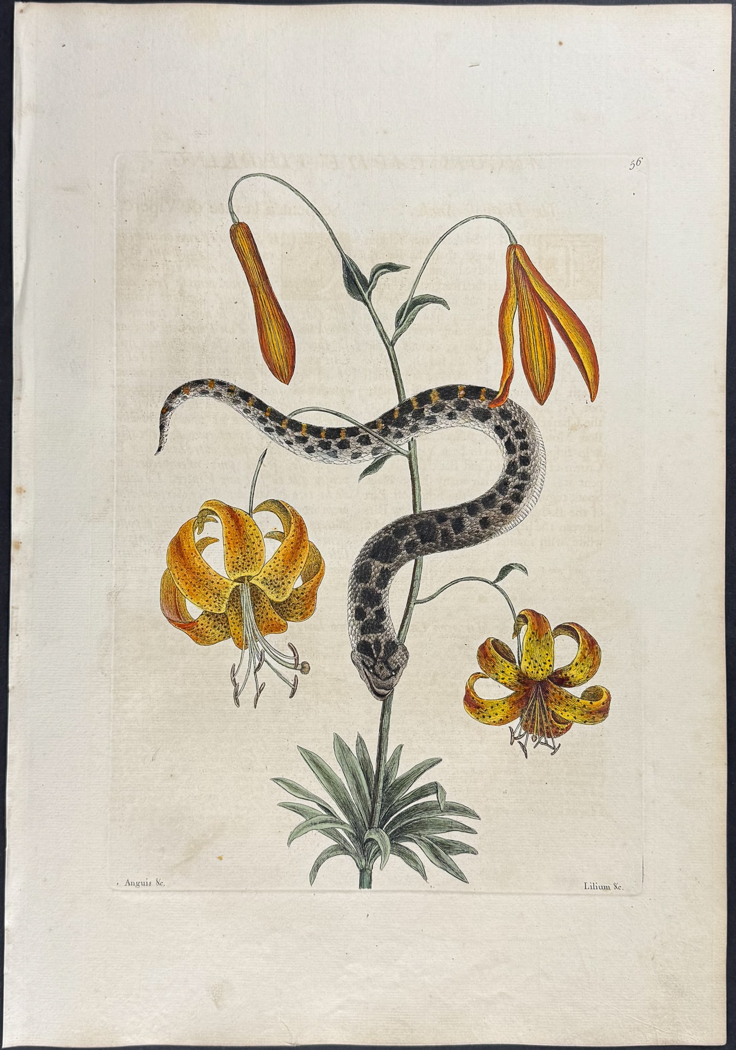 Catesby, First Ed - Hog-Nose Snake with Michaux?s Lily. 2-56: We are pleased to offer this folio engraving from Mark Catesby?s The Natural History of Carolina, Florida and the Bahama Islands: Containing the Figures of Birds, Beasts, Fishes, Serpents, Insects, an