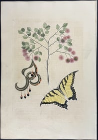 Catesby, First Ed - Swallow-Tail with Acacia (Cat?s Claw). 2-97