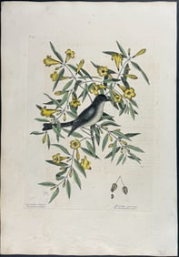 Catesby, First Ed - Blackcap Flycatcher. 1-53