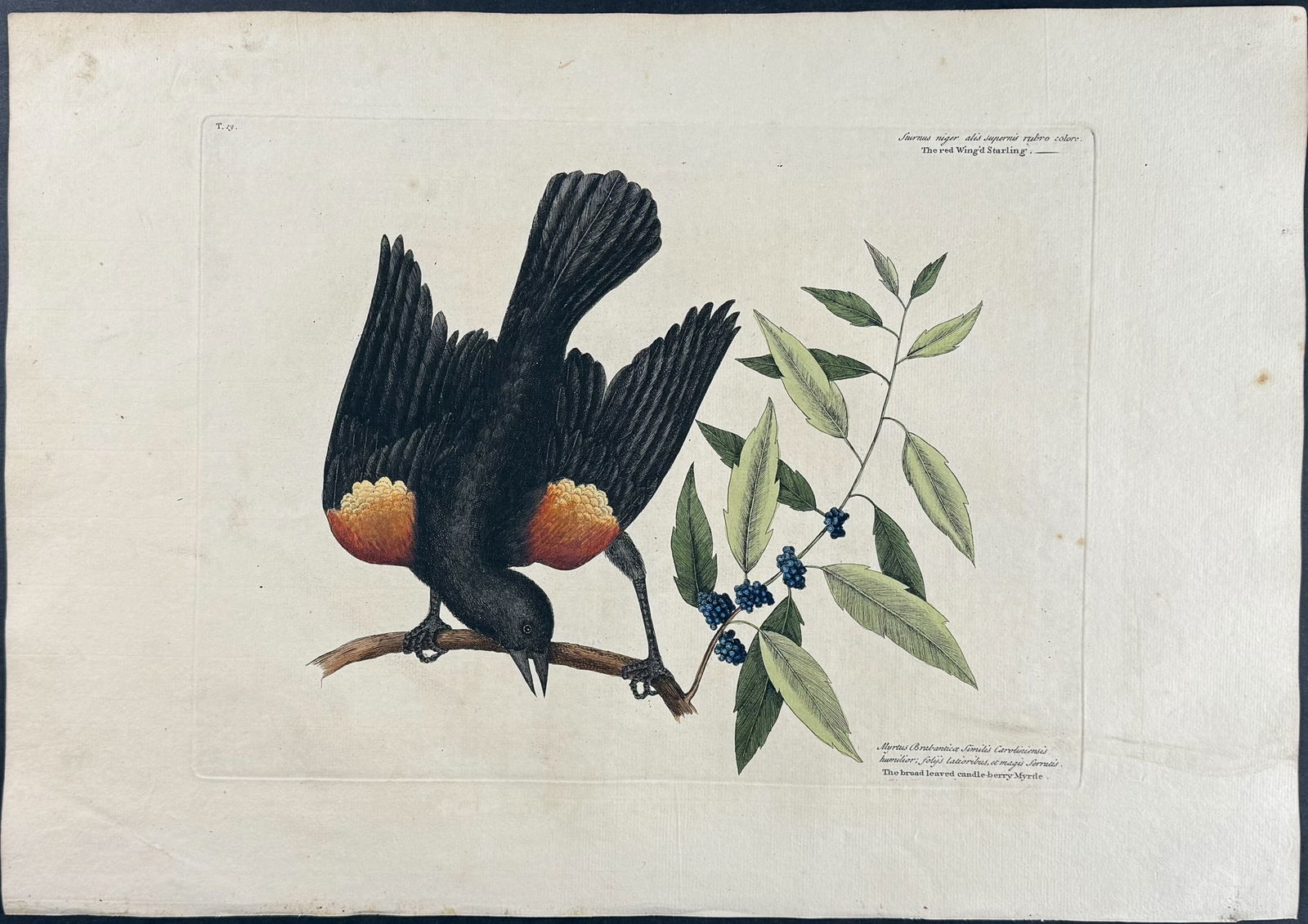 Catesby, First Ed - Red winged Starling with Broad leaved Candle-berry Myrtle. 1-13: We are pleased to offer this folio engraving from Mark Catesby?s The Natural History of Carolina, Florida and the Bahama Islands: Containing the Figures of Birds, Beasts, Fishes, Serpents, Insects, an