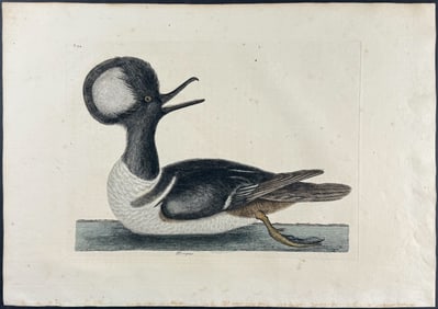 Catesby, First Ed - Round Crested Duck. 1-94