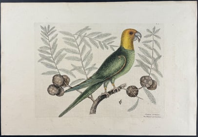 Catesby, First Ed - Parrot of Carolina (Carolina Parrot, extinct) with Cypress of America. 1-11