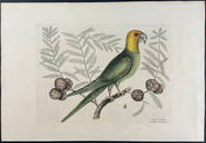 Catesby, First Ed - Parrot of Carolina (Carolina Parrot, extinct) with Cypress of America. 1-11