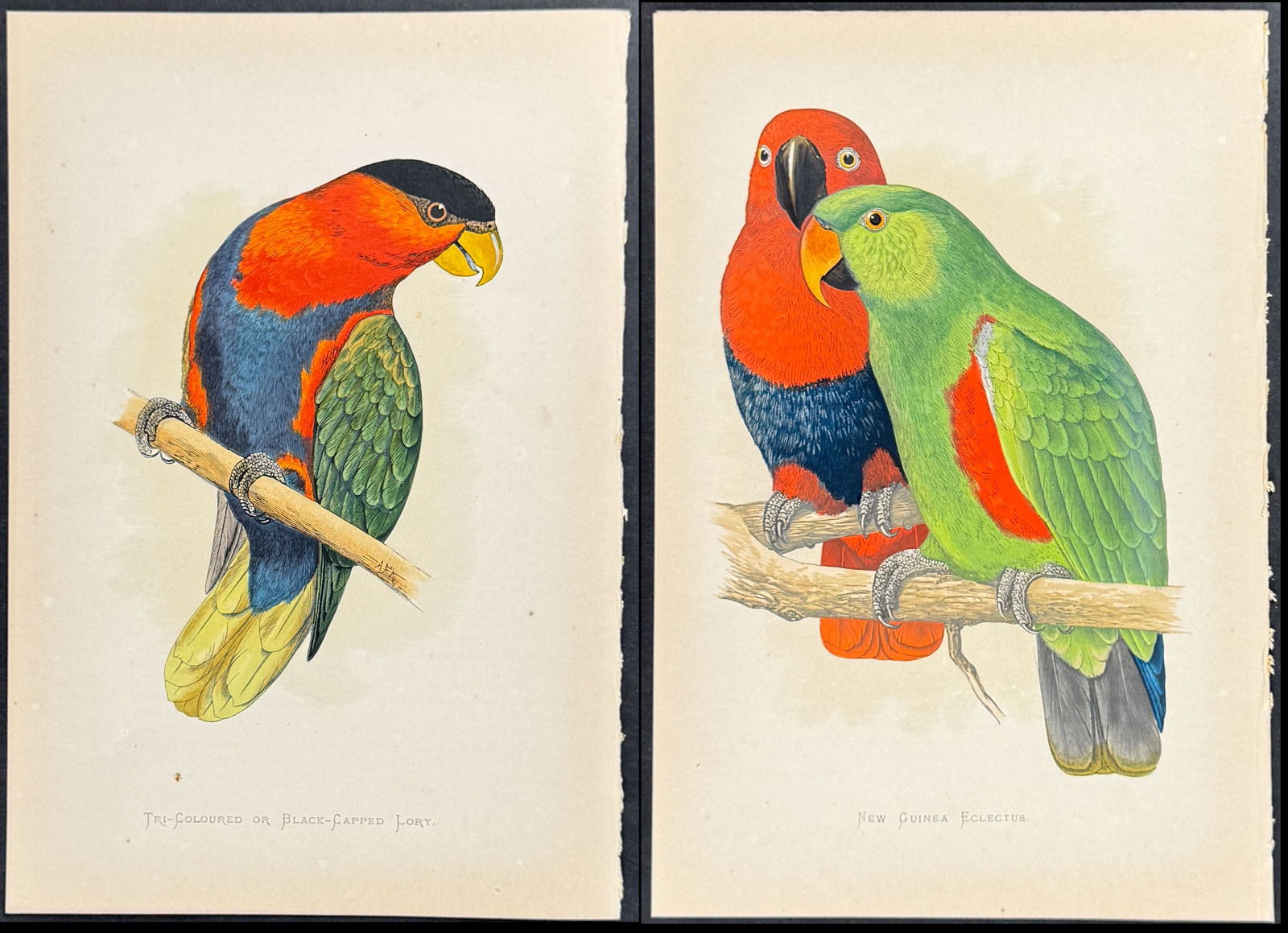 Greene - 12 Parrot Engravings
