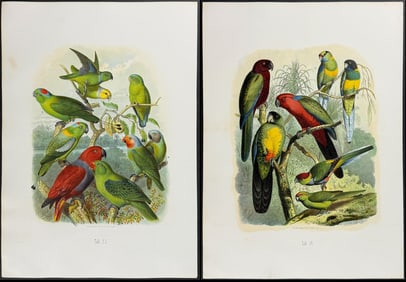 Reichenow - 4 Parrot Lithographs