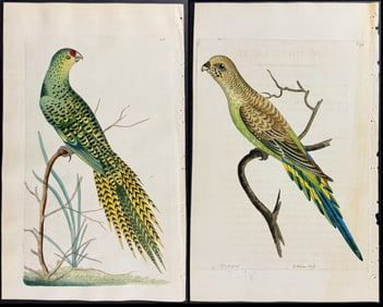 Shaw & Nodder - Pair of Australian Parrot Engravings