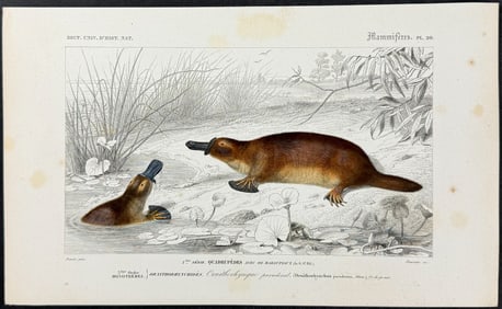 D'Orbigny - Platypus. 20