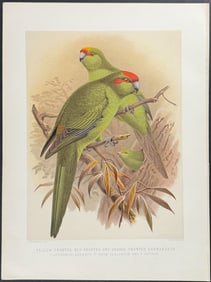 Buller, New Zealand - Yellow-fronted, Red-fronted, and Orange-fronted Parrakeets
