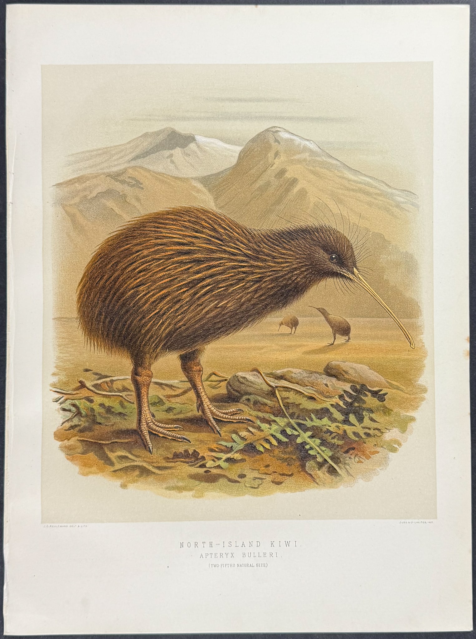 Buller, New Zealand - North Island Kiwi: This color chromolithograph is from Sir Walter Lawry Buller's A History of the Birds of New Zealand. This is from the second and enlarged edition which was published in London by Taylor & Francis for 