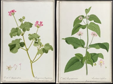 6 Original Botanical Watercolors after Ledl, Knapp, Herz for Cavandish, Jacquin (according to