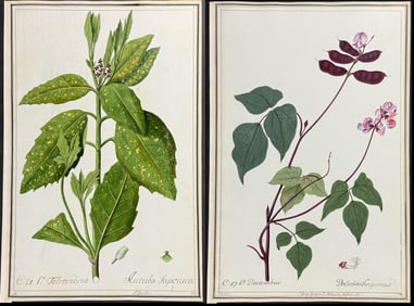 7 Original Botanical Watercolors after Ledelmaier, Nebl, Knapp for Jacquin, Curtis, Blackwell