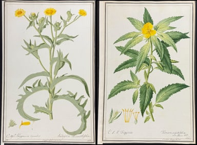 4 Original Botanical Watercolors after Ledel for Curtis, etc (according to Linnaeus system)