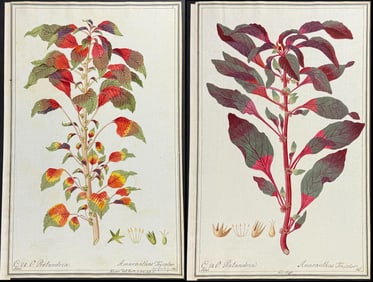 3 Original Watercolors of Amaranthus after Ledel for Knorr, Miller (according to Linnaeus system)