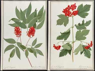 Pair of Original Watercolors of Elderberry & Guelder-Rose (Jamnucus Racemosa & Viburnum Opulus)