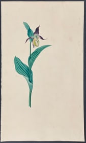 Attributed to Mary Lawrance - Original Watercolor of Lady's Slipper Orchid