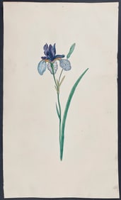 Attributed to Mary Lawrance - Original Watercolor of Iris