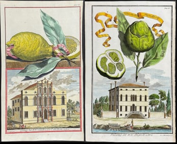 Volckamer - Pair of Citrus Engravings