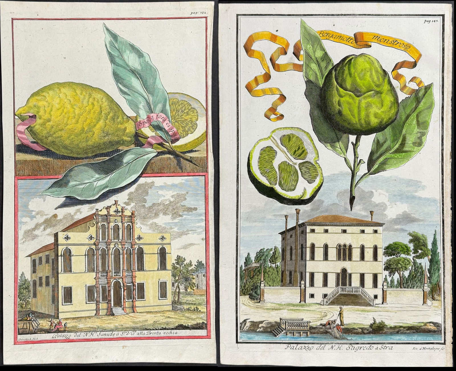 Volckamer - Pair of Citrus Engravings (1 of 3)