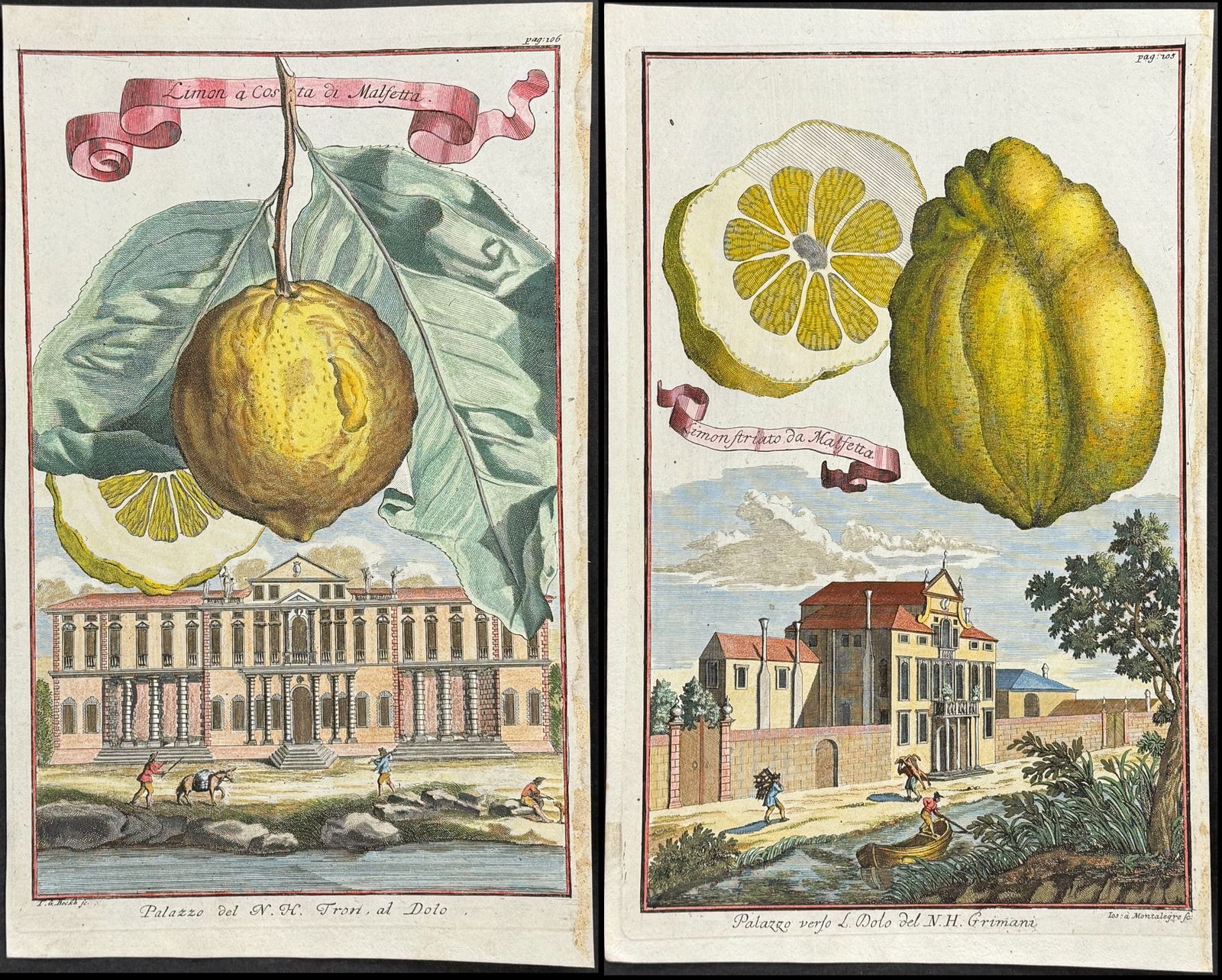 Volckamer - Pair of Lemon Engravings: Included in this lot: Lemon - Limon a costa di Malfetta Lemon - Limon Ftriato da Malfetta Description of the work: This magnificent and rare engraving is from Johann Volckamer's Nuremberg Hesperides.