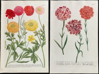 Weinmann - 9 Botanical Engravings (Carnation, Buttercup, Poppy)