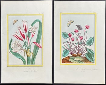 Buchoz - 8 Botanical & Insect Engravings