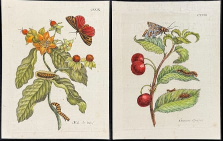 Merian - 5 Botanical & Entomology Engravings