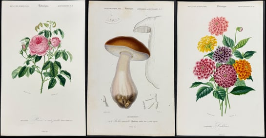D'Orbigny - 10 Botanical Engravings: Rose, Dahlia, Mushroom, Bird of Paradise Flower, Begonia,