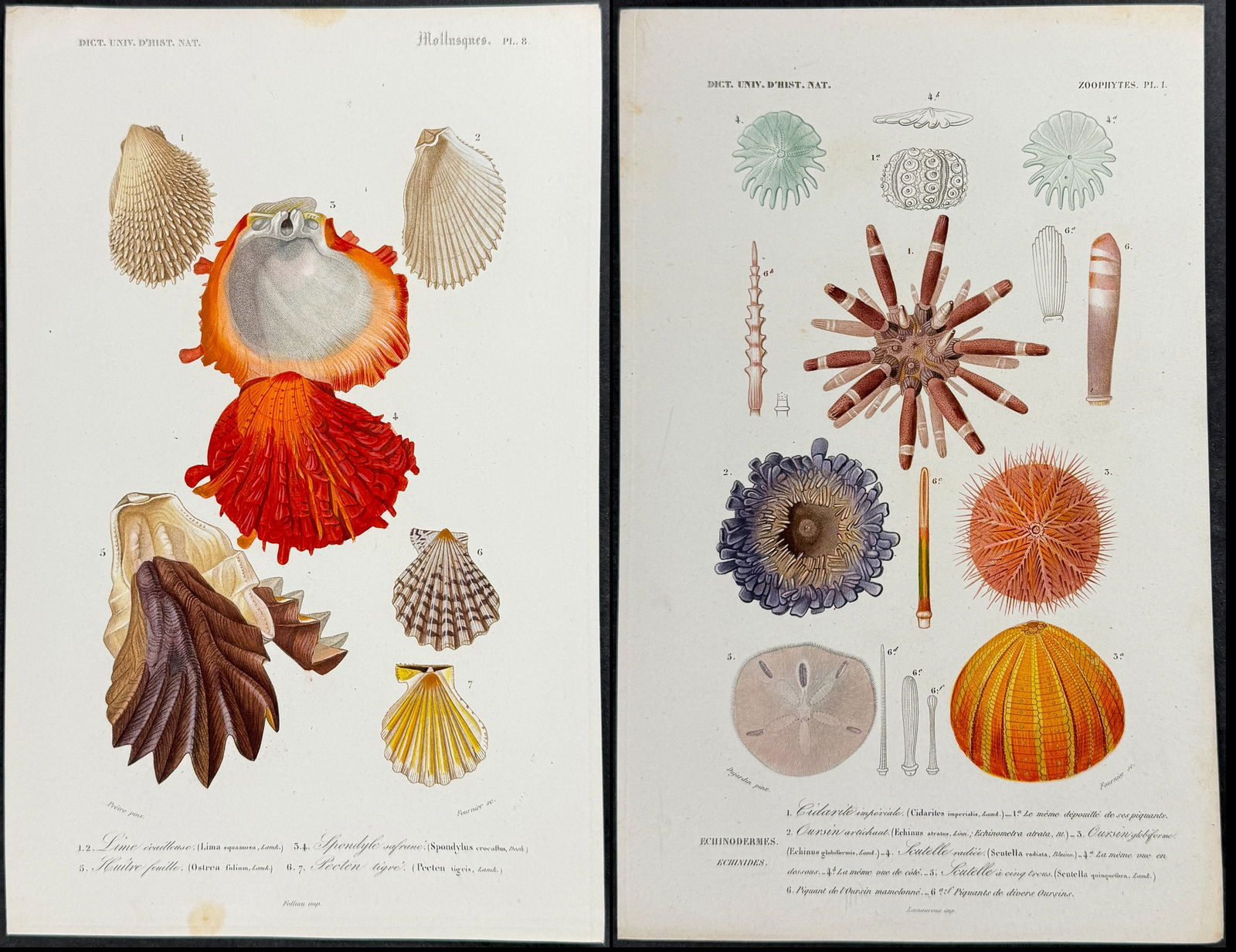 D'Orbigny - 8 Shell or Sea Life Engravings (1 of 9)
