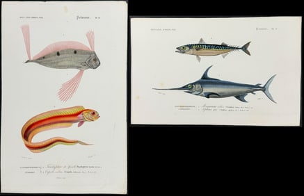 D'Orbigny - Pair of Sea Life Engravings: Oarfish, Swordfish, Mackerel