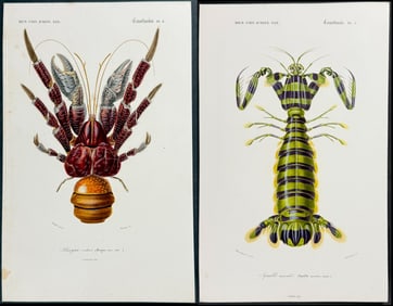 D'Orbigny - 3 Lobster or Shrimp Engravings