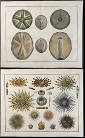 Seba - 4 Sea Life, Sanddollar Engravings